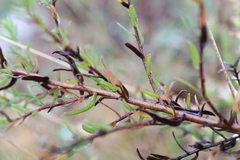 Symphyotrichum ericoides ericoides