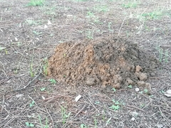 Microtus duodecimcostatus