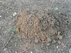 Microtus duodecimcostatus