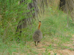 Rhynchotus rufescens