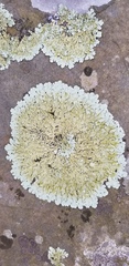 Flavoparmelia baltimorensis image