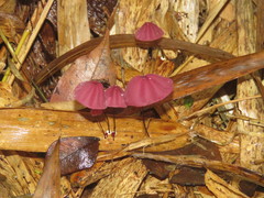 Marasmius haematocephalus
