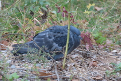 Columba livia