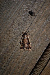 Eueretagrotis sigmoides