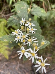Olearia rugosa