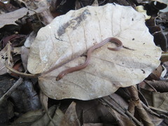 Atractus trilineatus