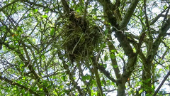 Tillandsia incarnata