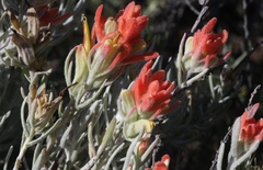 Castilleja hololeuca