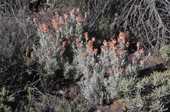 Castilleja hololeuca