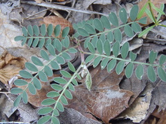 Astragalus cobrensis