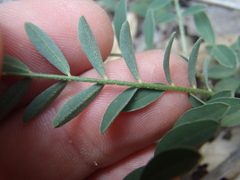 Astragalus cobrensis