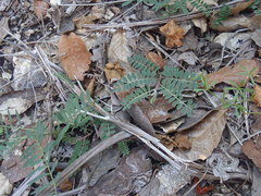 Astragalus cobrensis