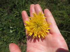 Berkheya setifera