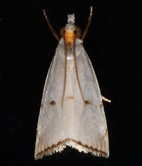 Argyria gonogramma