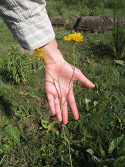 Berkheya setifera