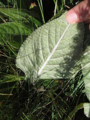 Berkheya setifera