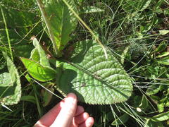 Berkheya setifera