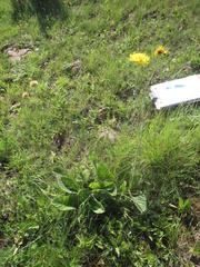 Berkheya setifera