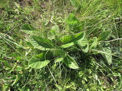 Berkheya setifera