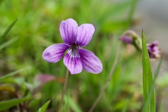 Viola philippica pseudojaponica