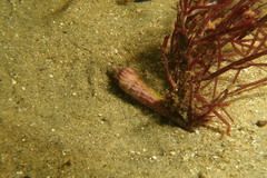 Terebra