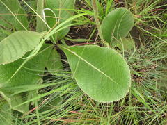 Berkheya setifera