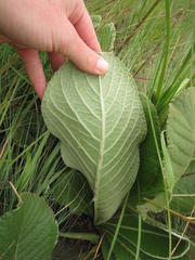Berkheya setifera