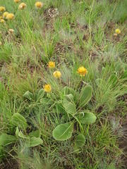 Berkheya setifera