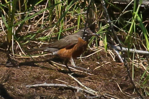 American Robin