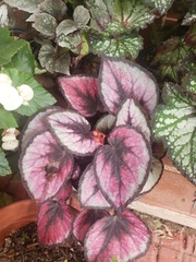 Begonia rex-cultorum