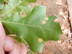 Polystepha pustuloides