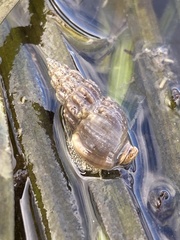 Nassarius fraterculus