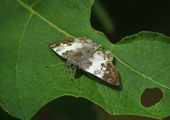 Polyctor cleta