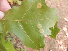 Polystepha pustuloides