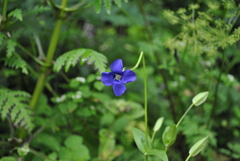 Gentianopsis contorta