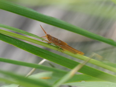 Leptysma marginicollis