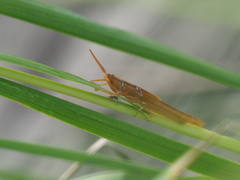 Leptysma marginicollis