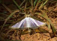 Lepidoptera
