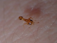 Pseudomyrmex simplex