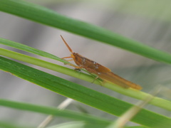 Leptysma marginicollis