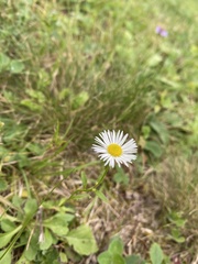 Erigeron