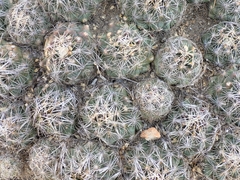 Coryphantha nickelsiae