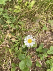 Erigeron