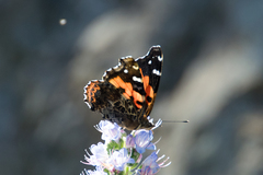 Echium acanthocarpum
