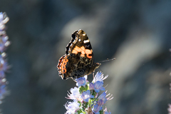 Echium acanthocarpum