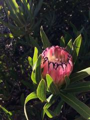 Protea burchellii