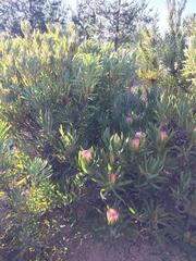 Protea burchellii