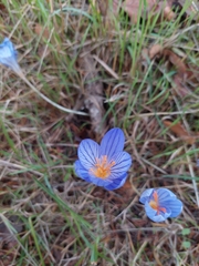 Crocus speciosus
