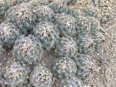 Coryphantha nickelsiae