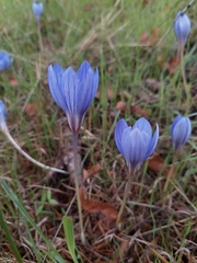 Crocus speciosus